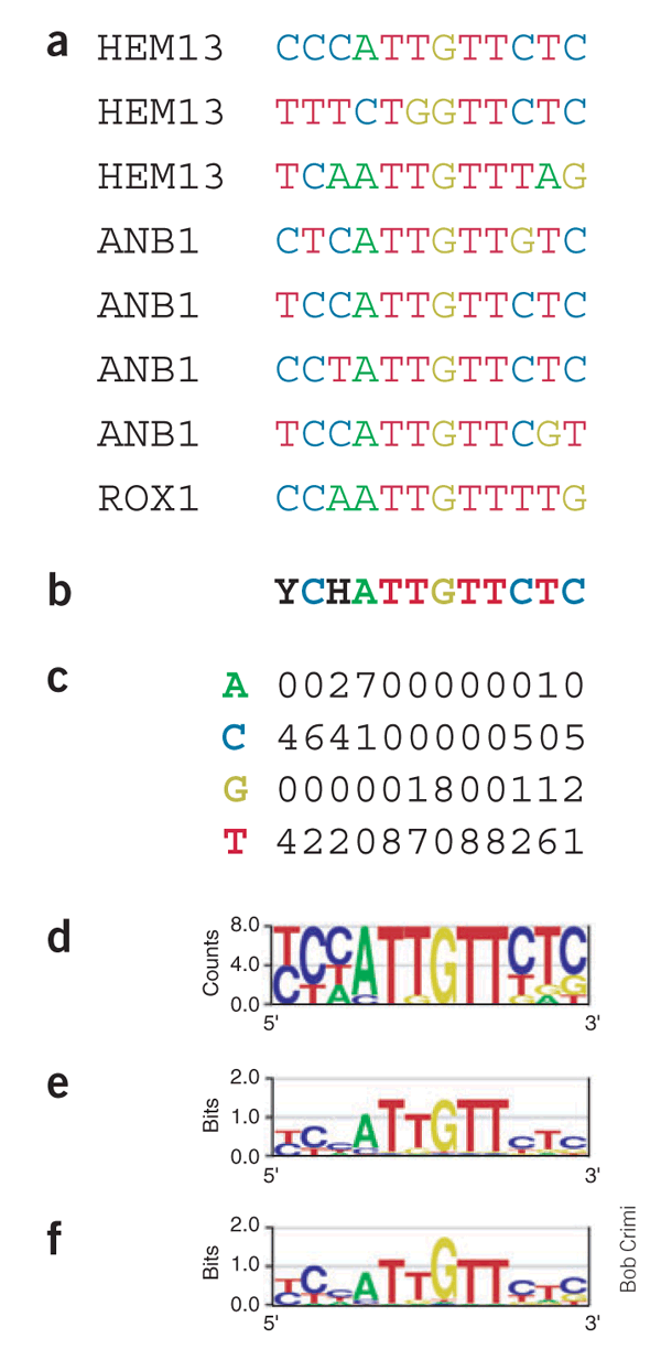 Dna binding shop motifs definition