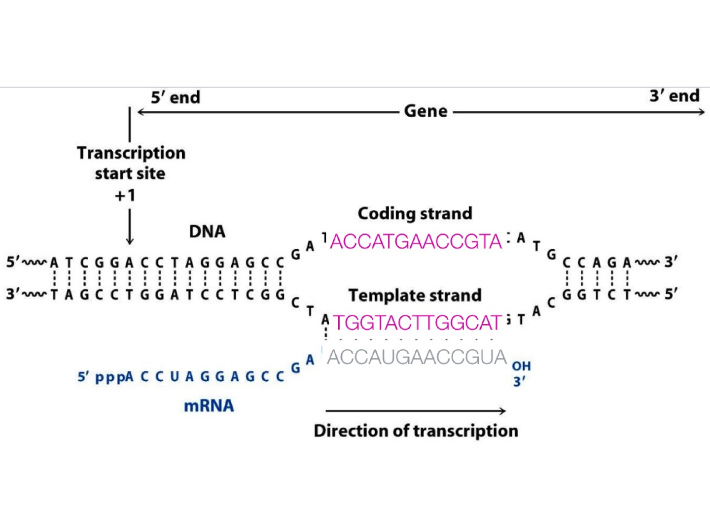 mRNA-seq