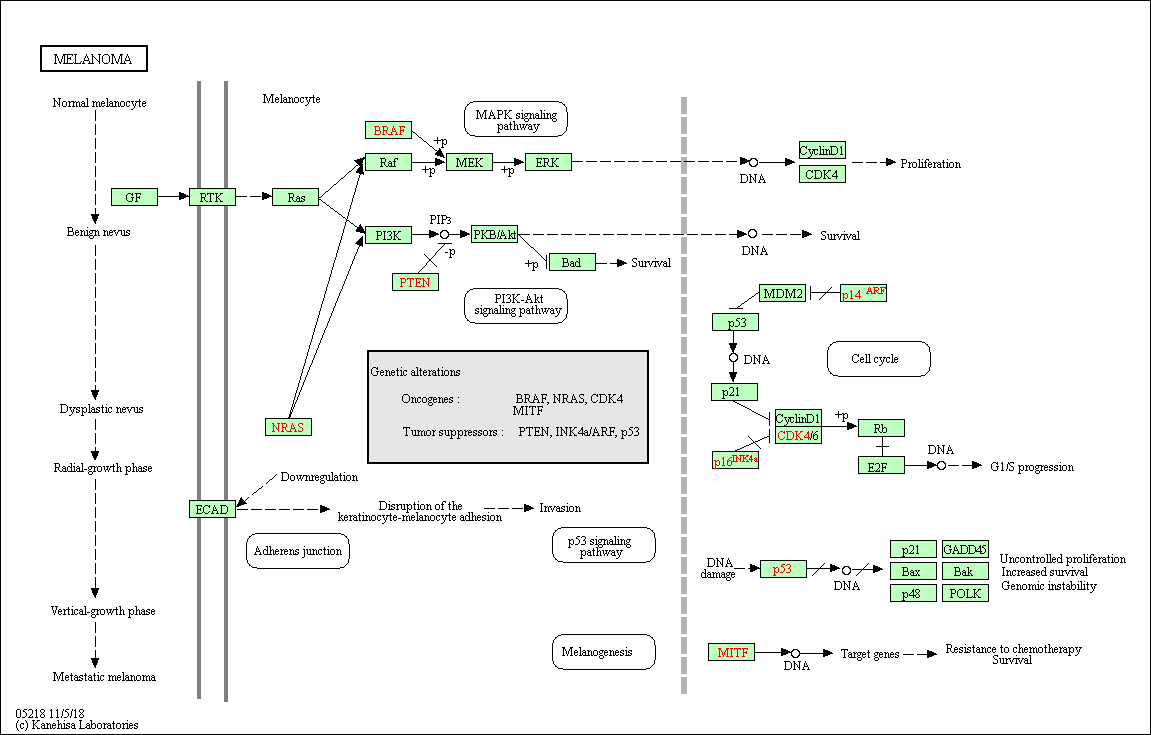 KEGG melanoma pathway
